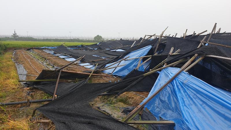 태풍_피해_복구_예산지원2(인삼밭)