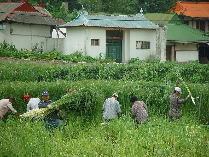 왕골_수확작업