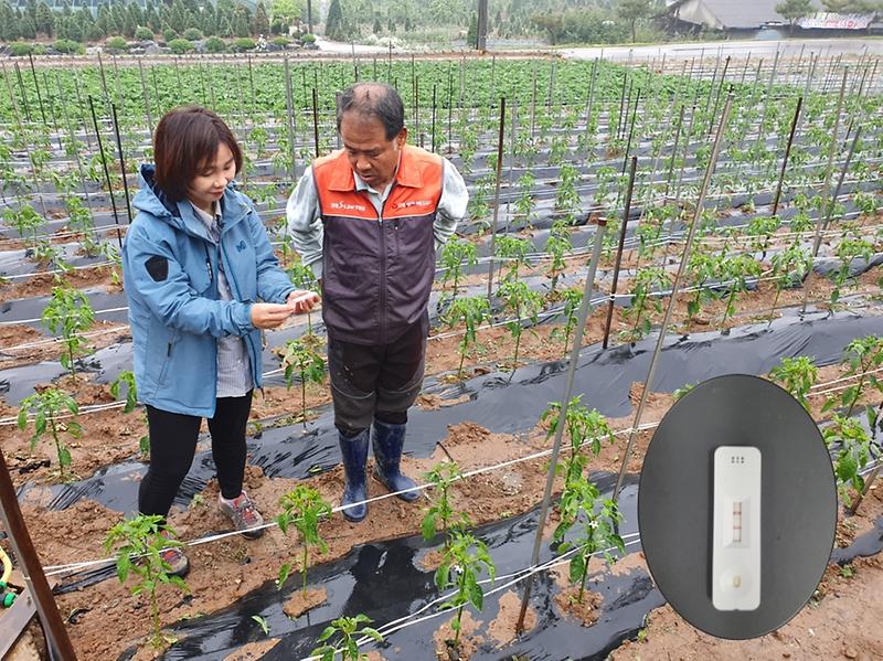 원예작물_바이러스_현장진단