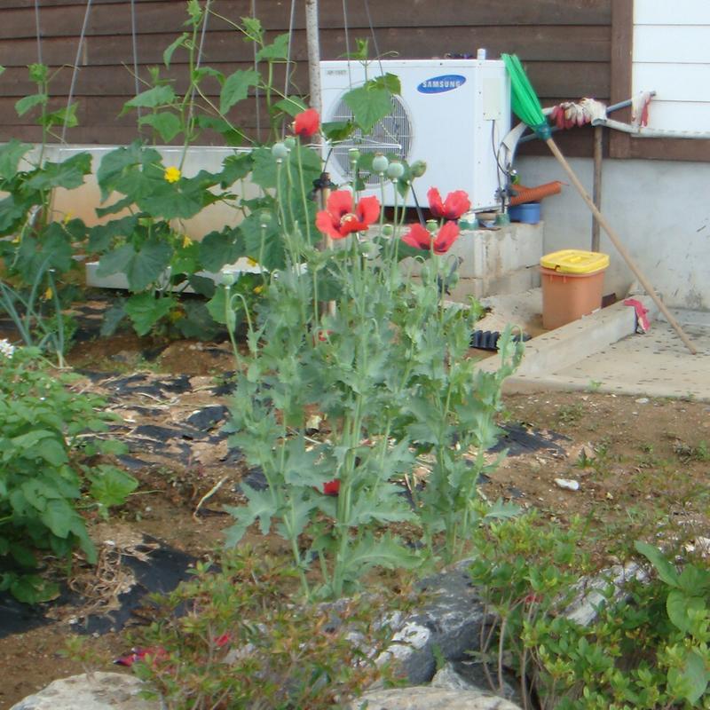 양귀비_대마_특별단속(양귀비)