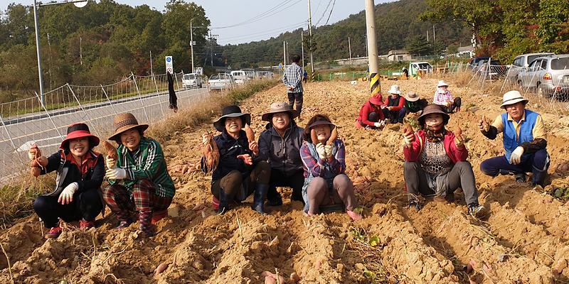 양사면_고구마_캐기_행사_2