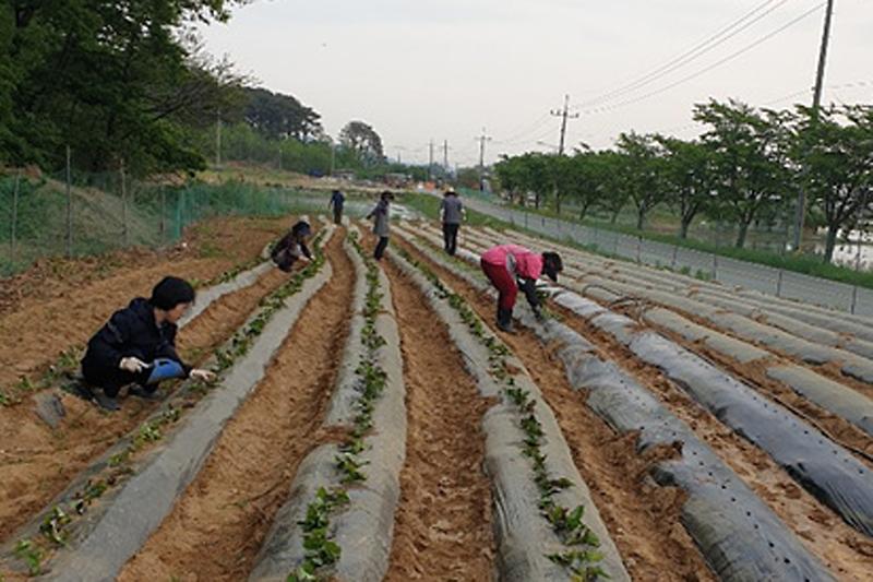 양사면_사랑의_고구마