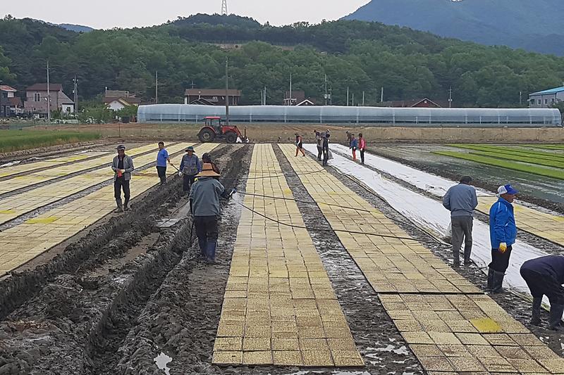 예비모_못자리1