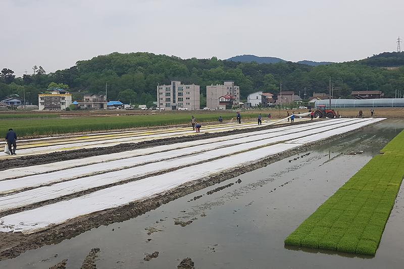 예비모_못자리2