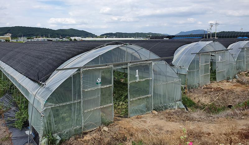 여름_고온기_농작물_관리1