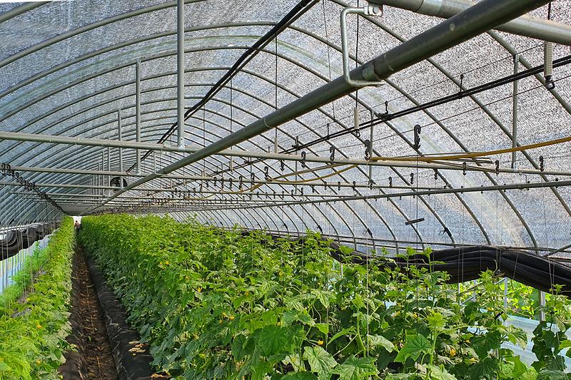 여름_고온기_농작물_관리2