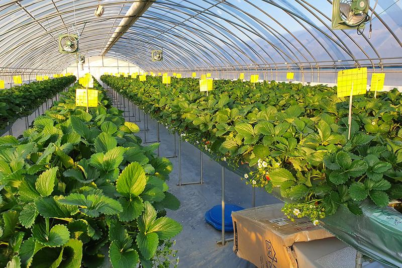 2020_농업기술보급사업2(수경재배_보급사업)