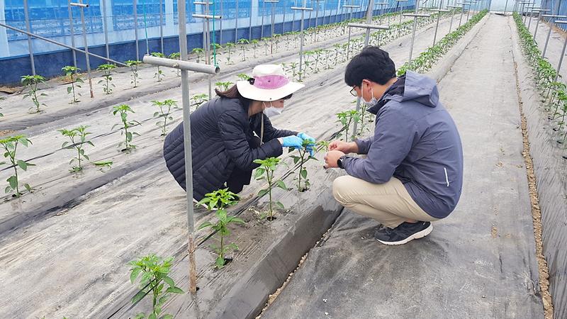 바이러스_진단키트_활용_현장진단_(3)