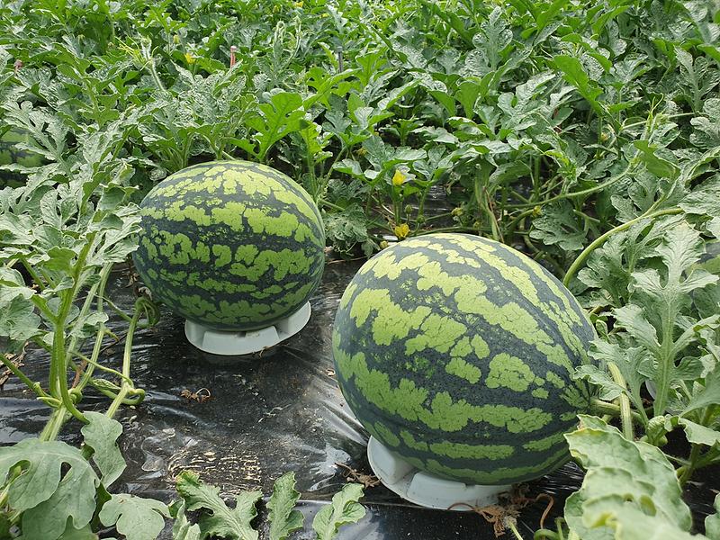 보도자료_사진-수박_(1)