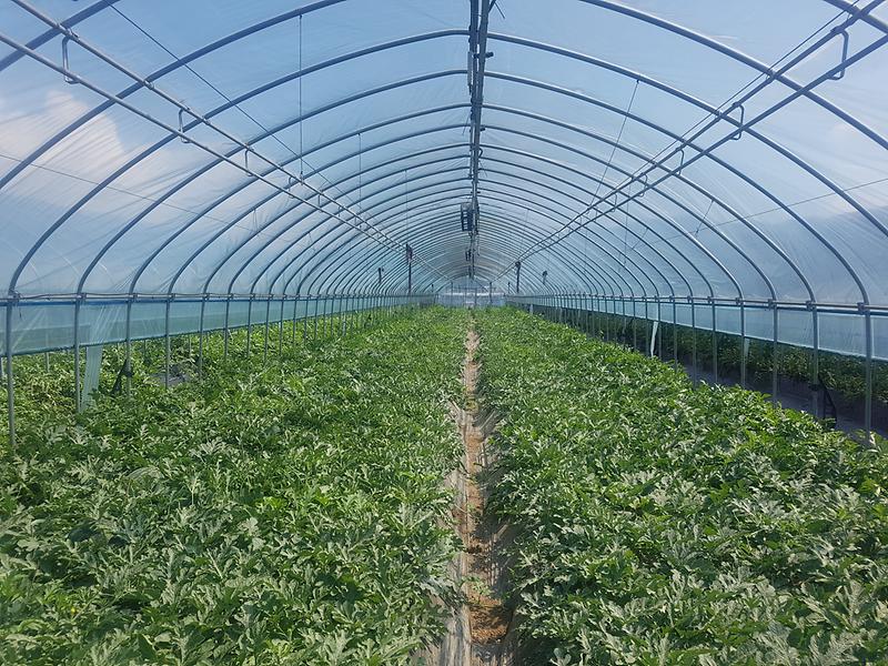 보도자료_사진-수박_(2)