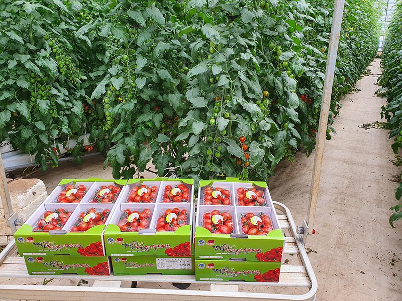 보도사진(강화섬토마토_본격_출하)_1