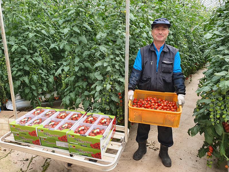 보도사진(강화섬토마토_본격_출하)_2