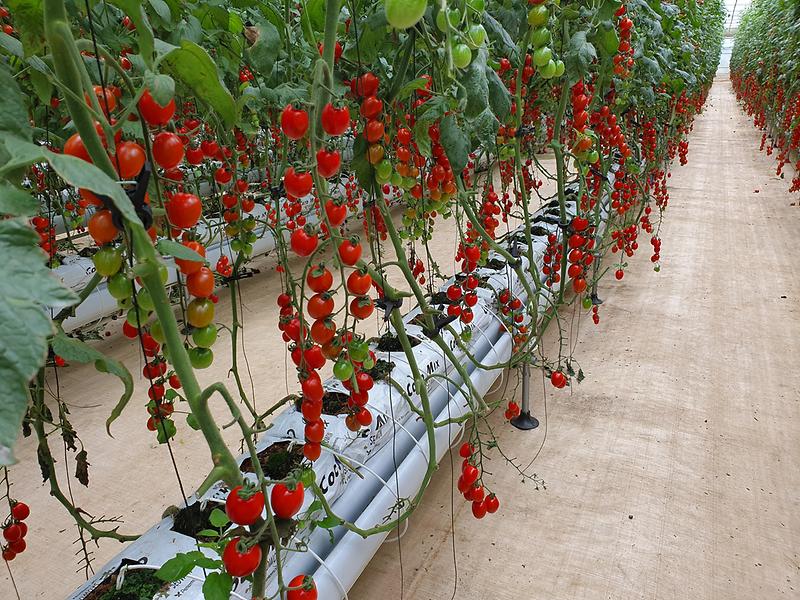 보도사진(강화섬토마토_본격_출하)_3