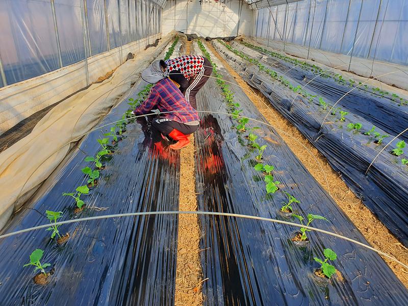 본격영농(오이_정식-1)