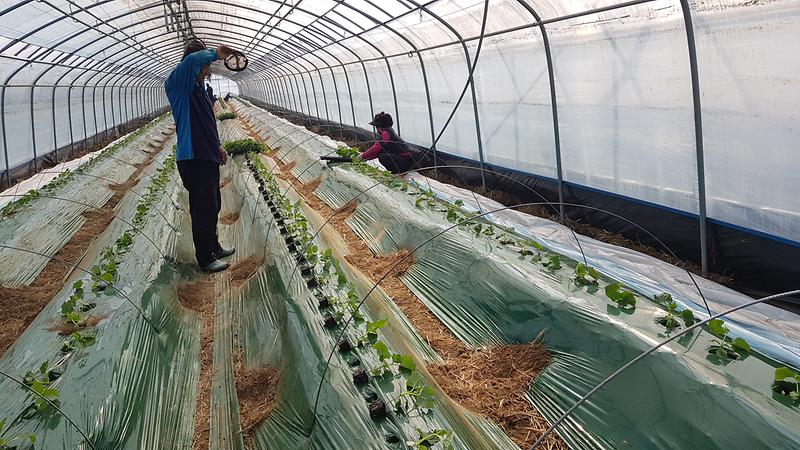 본경영농(오이_정식-2)