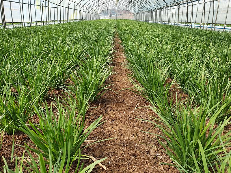 부추_재배_하우스