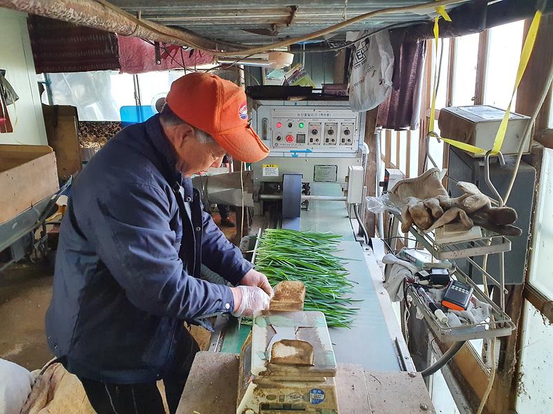 부추_선별_작업