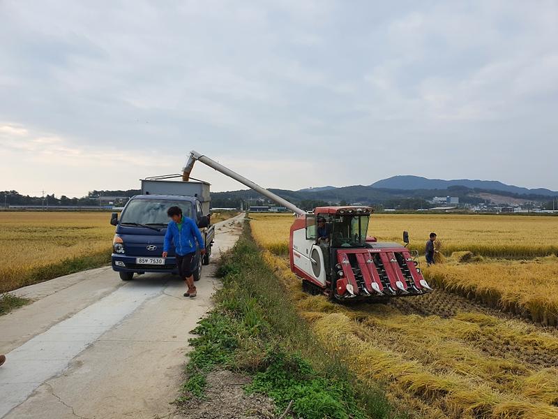 불은면_벼_베기_(1)