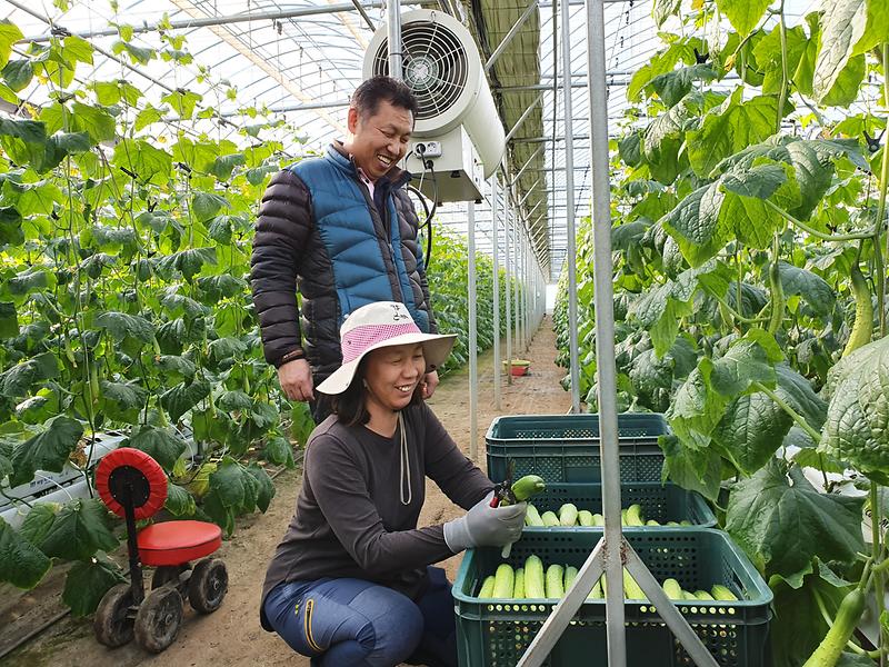 첨단농업육성사업_고소득작물_오이