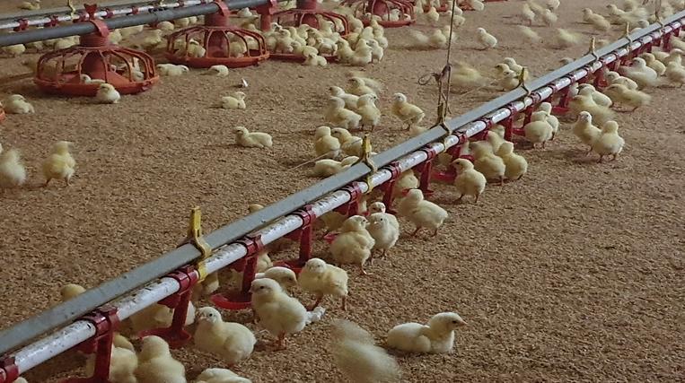 축사관리-병아리_냉음수_섭취_장면