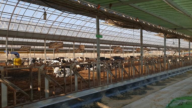 축사관리-젖소_축사_송풍팬_활용_장면
