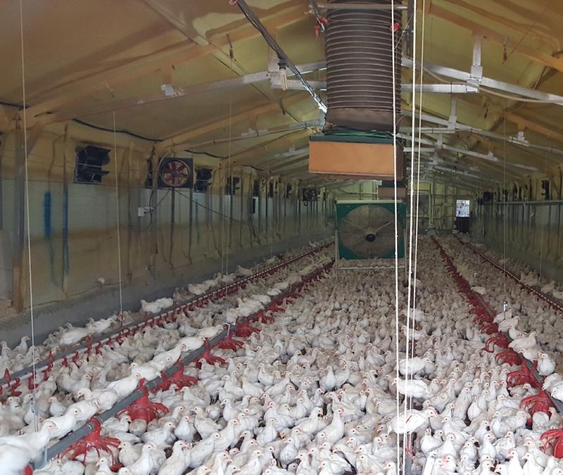 축사관리-육계_계사_송풍팬_활용_장면