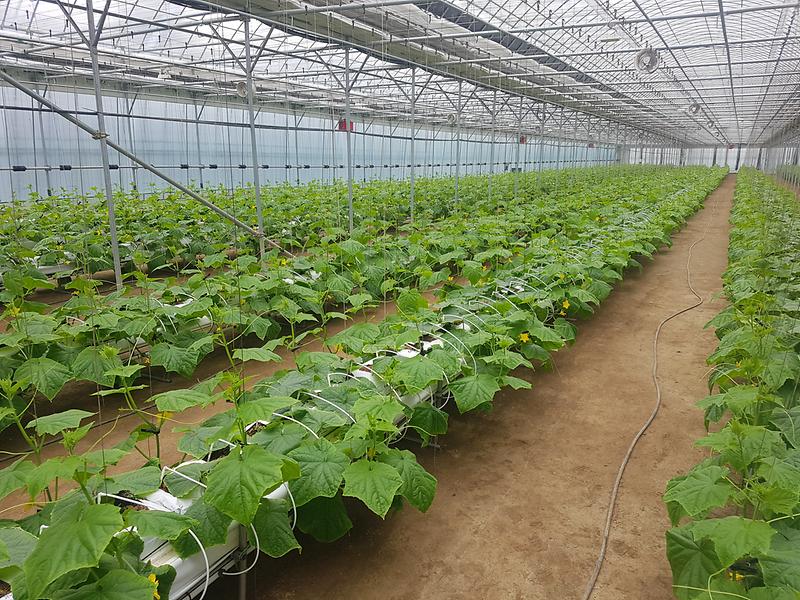 강화첨단농업_육성-오이_수경재배