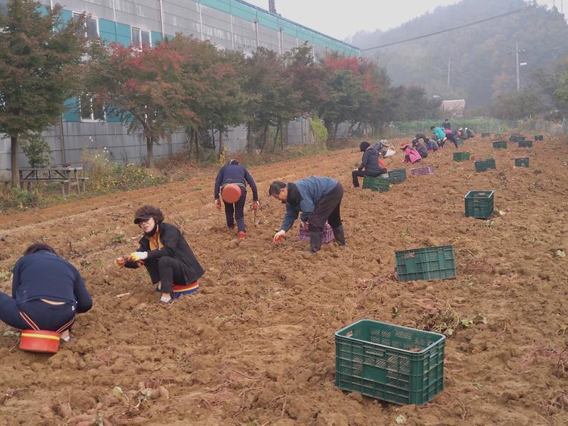 강화읍_사랑의_고구마_수확1_(1)