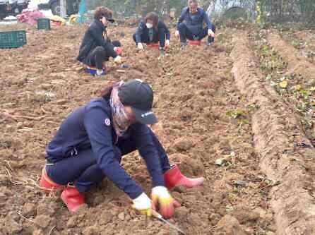 강화읍_사랑의_고구마_수확1_(2)