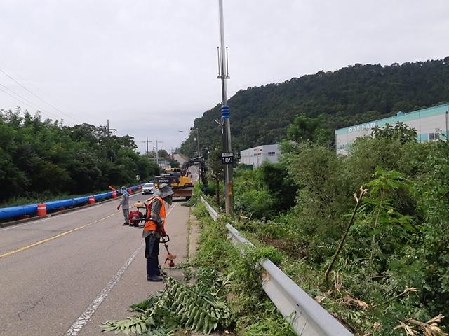 강화읍_수목정리_(2)