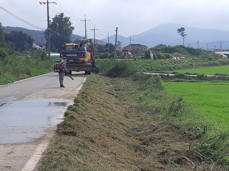 강화읍_수목정리_(3)