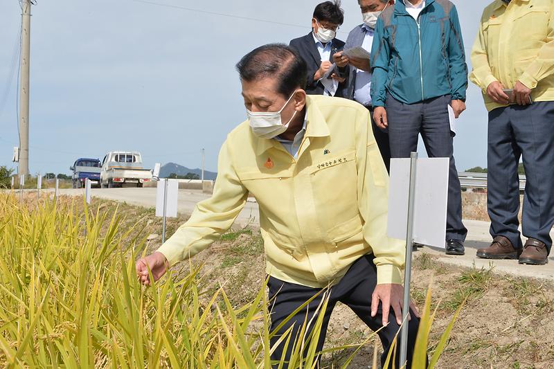 강화섬쌀_브랜드_원료곡_품종선정_사업_현장확인_(15)