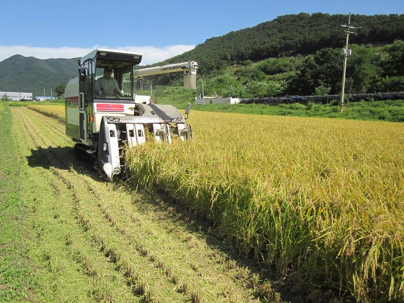 강화섬쌀_적기_수확