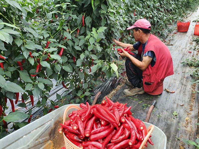 고추_수확포장_(2)