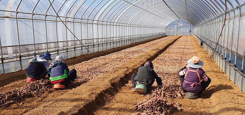 고구마_육묘_1