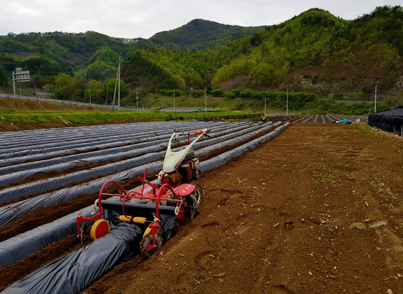 관리기이용_피복(비닐)작업