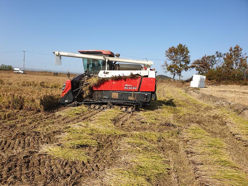 교동면_사랑의쌀수확_(1)