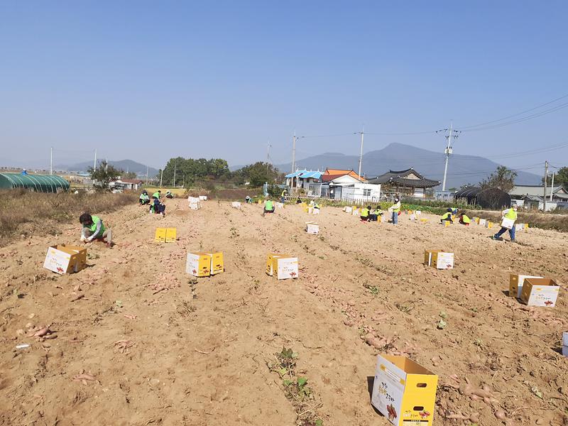 화도면_고구마_(1)