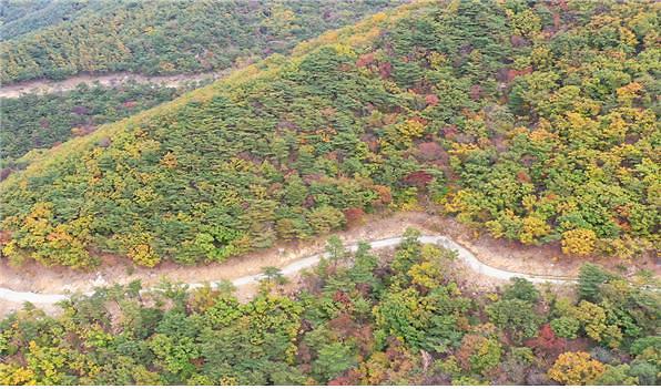 혈구산_트레킹코스_임도_전경