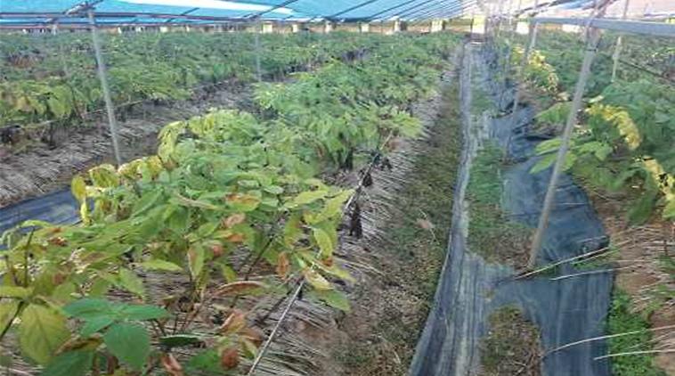 인삼_고온피해_장면