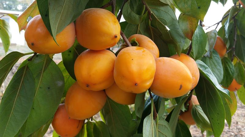 장준감_본격_출하(1)