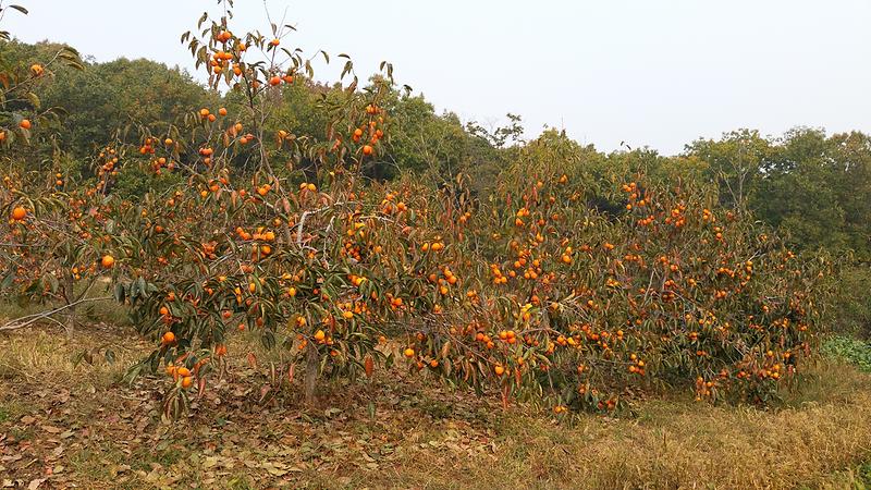 장준감_본격_출하(2)