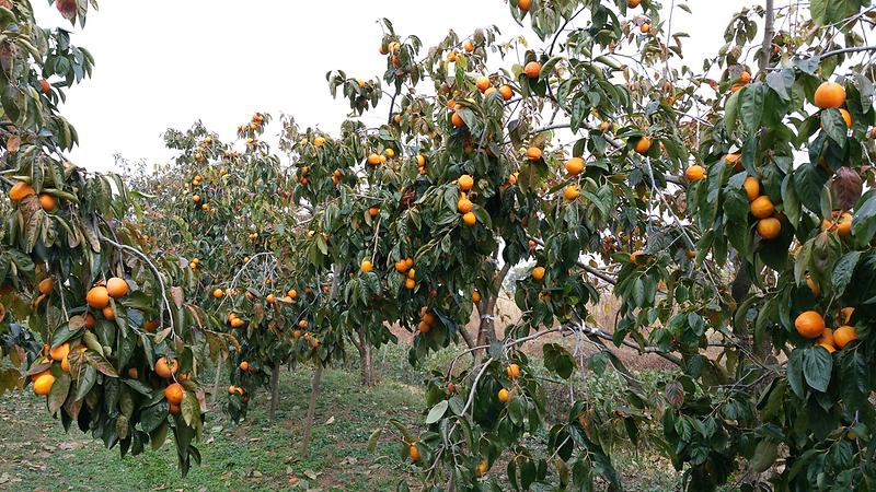 장준감_본격_출하(3)