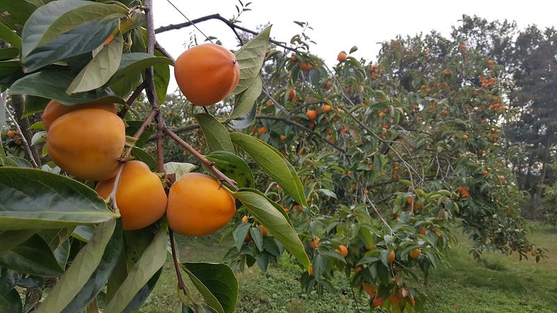 장준감_본격_출하(4)