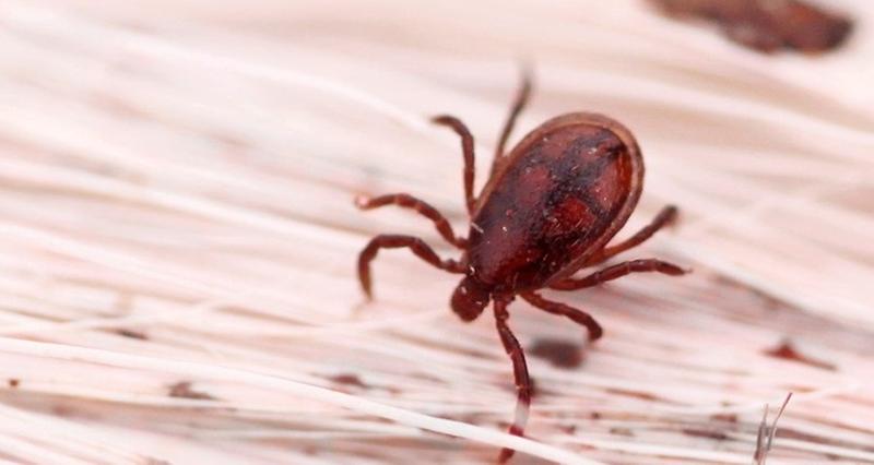 진드기(중증열성혈소판감소증후군(SFTS))