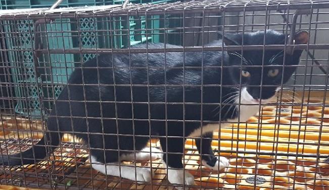 중성화_시술한_고양이