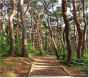 마니산_치유의_숲