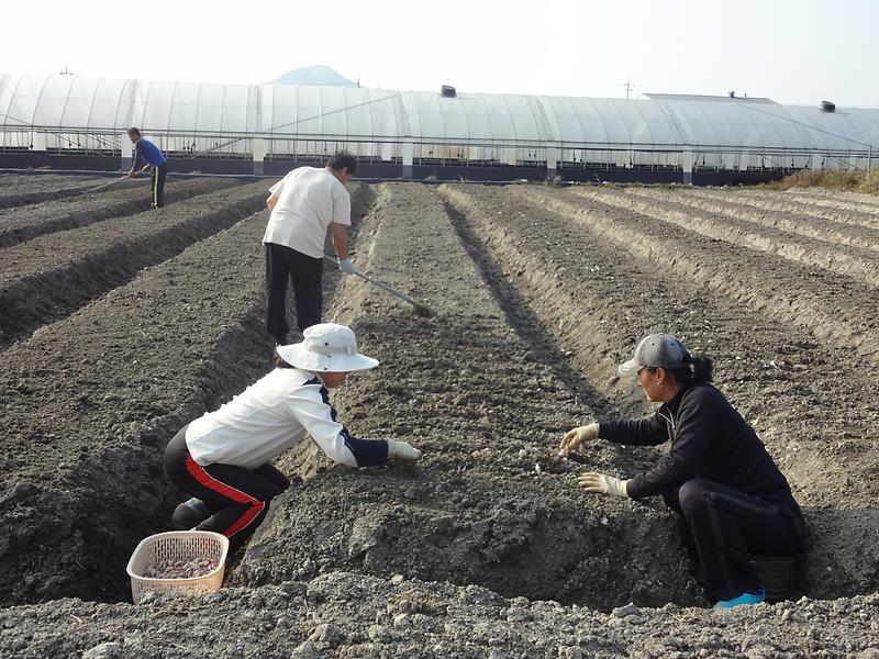 농업기술센터_마늘파종