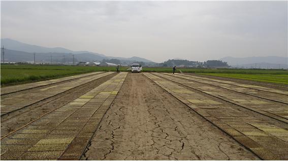 농업기술센터_못자리설치전경