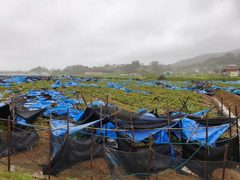 농업기술센터_태풍피해_(1)